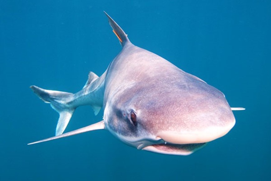 El tiburón Gatopardo puede alcanzar una longitud máxima de 2,50 metros y se encuentra en las costas del Océano Atlántico Sur.