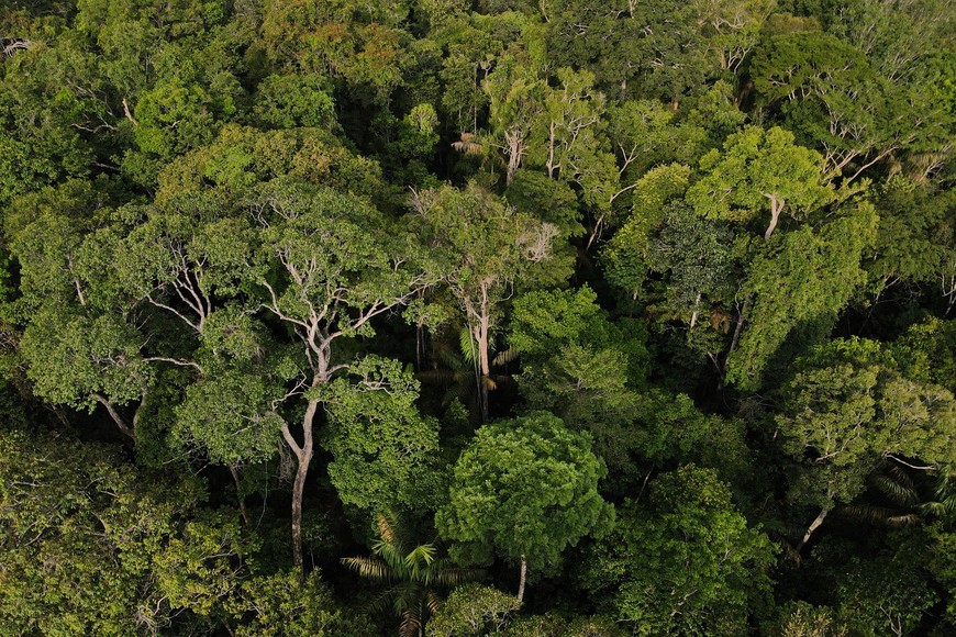 An aerial view shows trees at the Amazon rainforest in Manaus, Amazonas State, Brazil October 24, 2022. REUTERS/Bruno Kelly