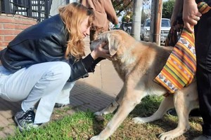 perro venado tuerto