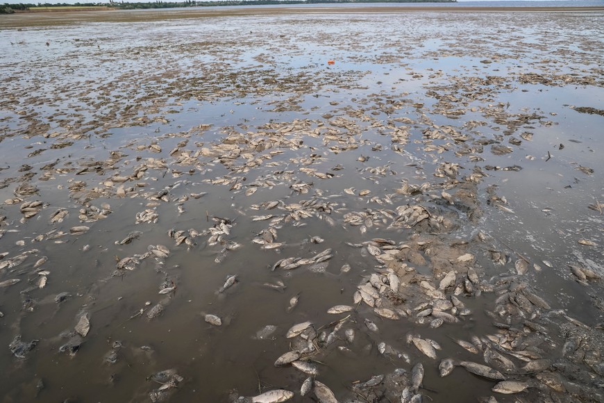 Dead fish are seen on the drained bottom of the Nova Kakhovka reservoir after the Nova Kakhovka dam breached, amid Russia's attack on Ukraine, in the village of Marianske in Dnipropetrovsk region, Ukraine June 7, 2023. REUTERS/Sergiy Chalyi