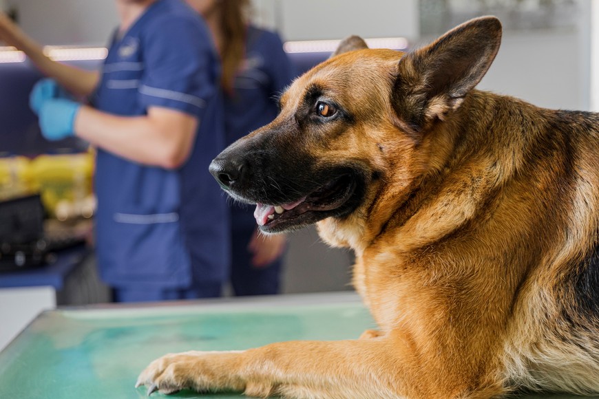 La colocación del chip se realiza exclusivamente en veterinarias autorizadas.