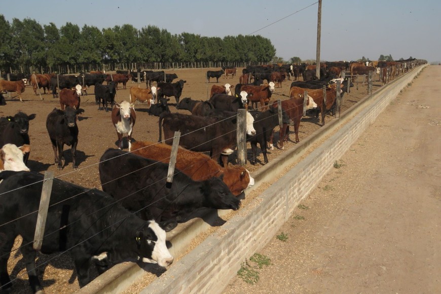 "Es una picardía que el sector ganadero pierda un impulso que hubiese sido muy merecido", dijeron desde el sector feedlotero.