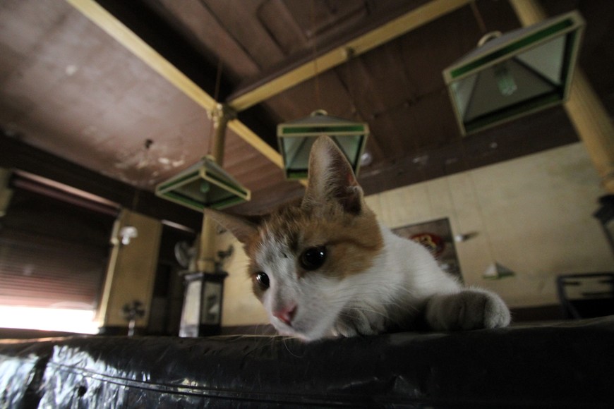 "Neko", el gato del bar, con "su silencio oriental" también es protagonista del poema que se volvió música. Crédito: Archivo El Litoral / Mauricio Garín