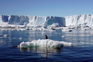 FILE PHOTO: An Adelie penguin stands atop a block of melting ice near the French station at Dumont dÌUrville in East Antarctica January 23, 2010.      REUTERS/Pauline Askin/File photo antartida  pinguino sobre un tempano animales pinguinos