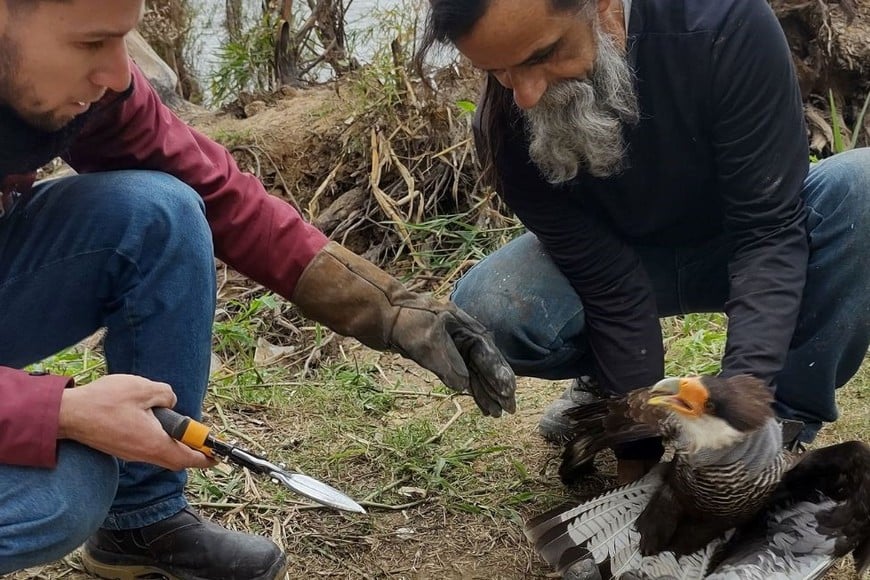 El grupo de herreros logró desenredar las tanzas de pesca y cortar el anzuelo del pico del ave.  Foto: Gentileza Iván Viera