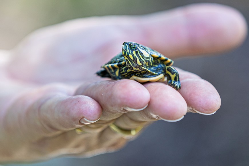 En marzo de este año nacieron nueve crías de tortugas de la especie Trachemys dorbignyi. Crédito: Gentileza DirCom UNL