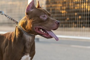 Los casos de ataques de perros pitbull siguen sumando preocupación.