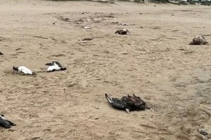 Pingüinos muertos Uruguay - Cred: SOS Fauna Marina