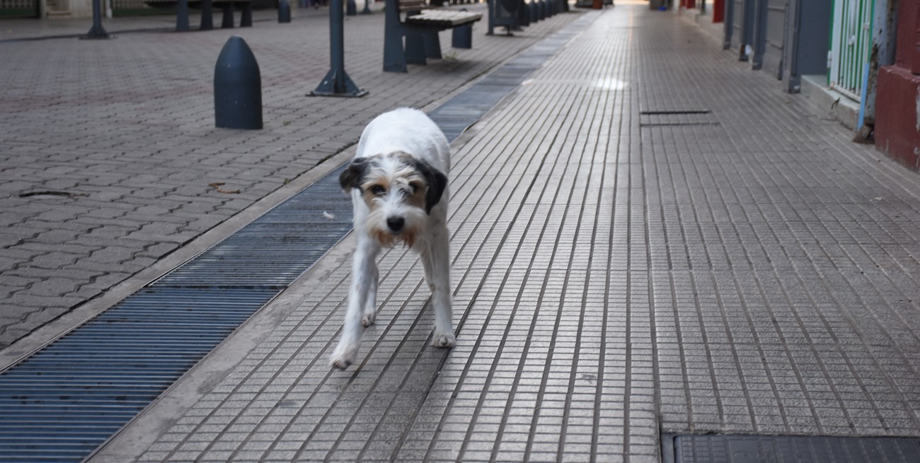 27 De Julio Día Internacional Del Perro Callejero El Litoral