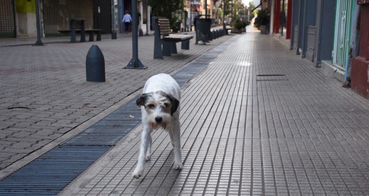 27 De Julio Día Internacional Del Perro Callejero El Litoral