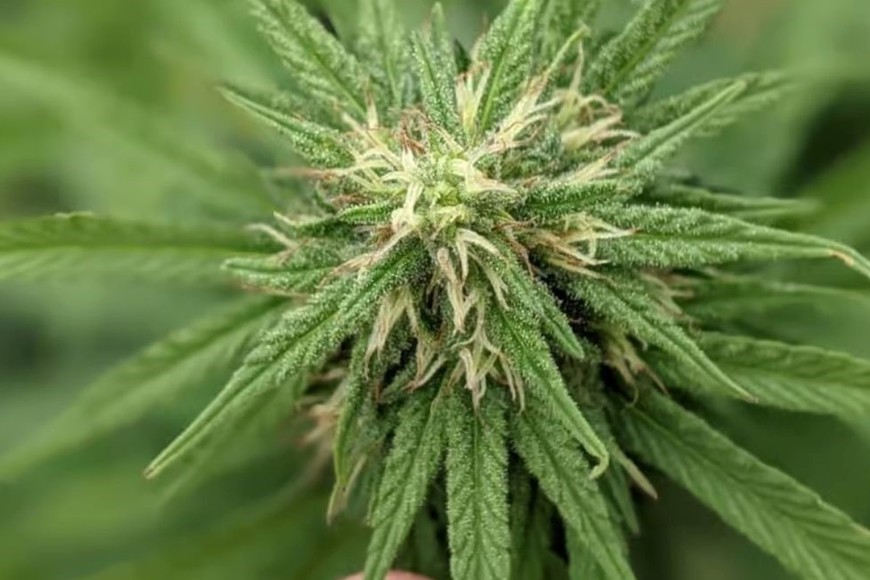 "Aromito", la primera planta de cannabis santafesina.