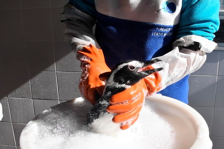 15 pingüinos regresan al mar