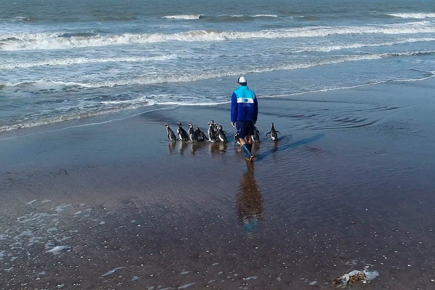 15 pingüinos regresan al mar