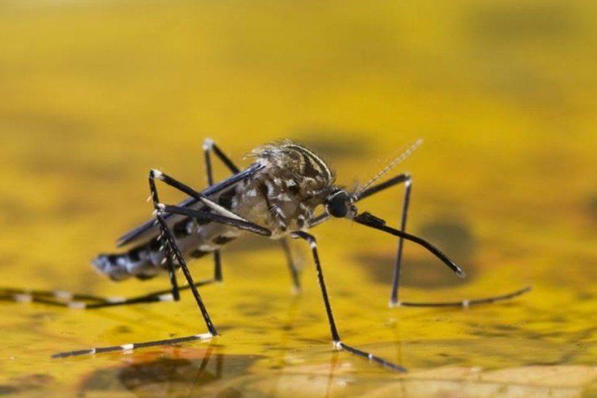 La fiebre amarilla es una enfermedad potencialmente mortal, transmitida por mosquitos