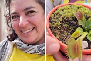 Ana cultiva plantas carnívoras en Pueblo General Belgrano, departamento Gualeguaychú.