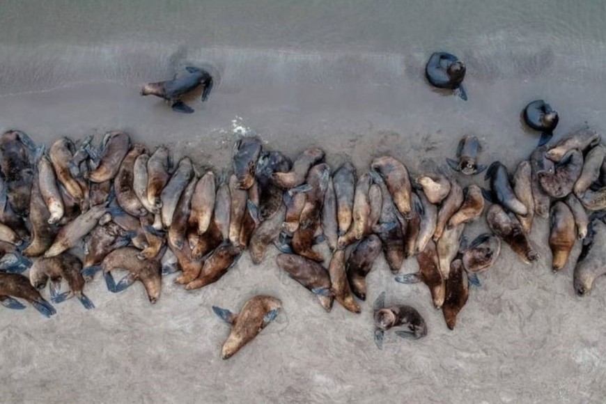 Decenas de lobos marinos aparecieron muertos en Necochea.