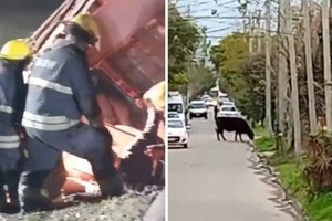 El accidente del camión y una de las vacas perdidas.