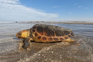 tortuga cabezona