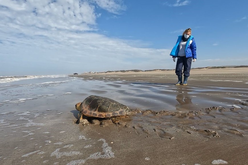 tortuga cabezona