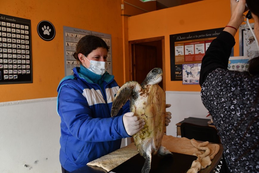 A los pocos días de ingresar al centro de rescate, el animal comenzó a comer sólo y a ganar ?peso.  Crédito: Fundación Mundo Marino