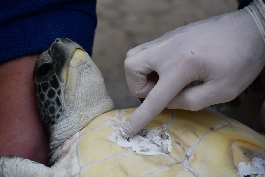 Según la Unión Internacional para la Conservación de la Naturaleza (UICN) su estado de conservación está “en peligro”. Crédito: Fundación Mundo Marino