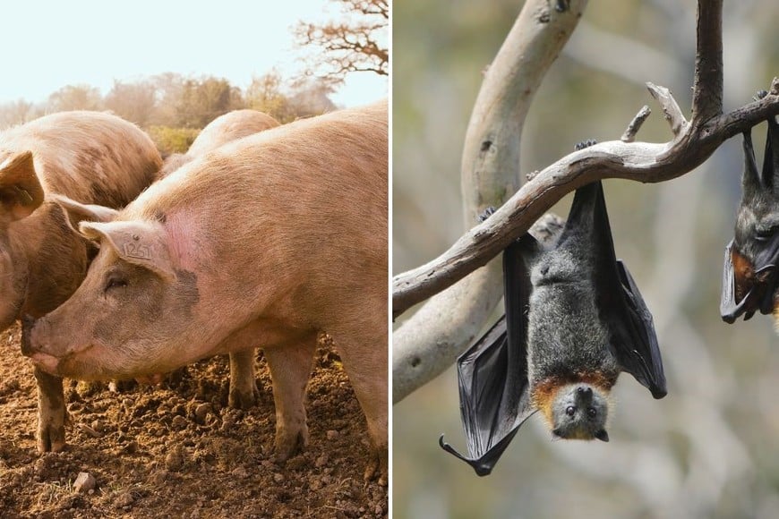 El virus de Nipah puede transmitirse a los humanos a partir de cerdos y murciélagos, pero también de persona a persona.
