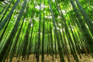 Una especie inusual de bambú está a punto de florecer por primera vez en más de 100 años.
