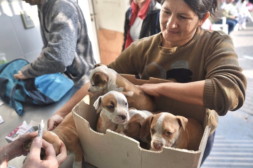 "El IMUSA queda facultado expresamente para recomendar la castración de perros y gatos a los cuidadores", dice el proyecto.