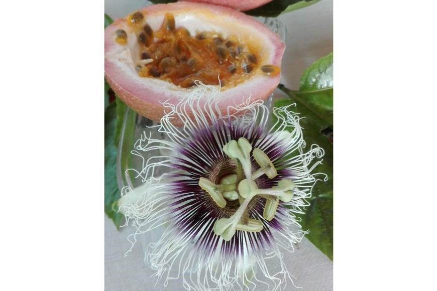 Flor y fruto del maracuyá o mburucuyá lila. En los mercados de Ecuador hay muchas variedades de la familia de las pasionarias o pasifloras, cuya fruta se ha puesto de moda por su sabor intenso y su textura.