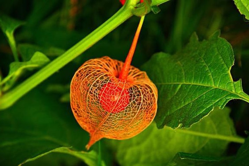 Uvilla o alquejenje. También lo llaman uchuva o aguaymanto. Es un fruto sutil y delicado que parece una joya.