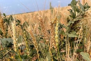 Imagen de archivo de una plantación de trigo afectada por la sequía en Bowdon, Dakota del Norte, EEUU. 28 julio 2021. REUTERS/Karl Plume