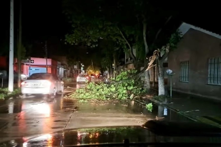 El fuerte temporal dejó árboles caídos en Venado Tuerto.