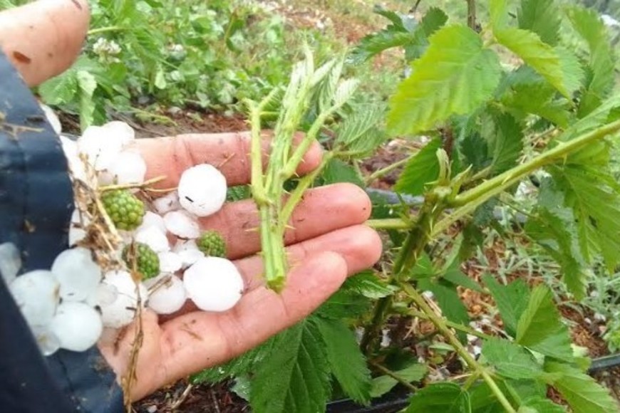 La zarzamora también. El productor Claudio Ayala sostiene el granizo y los frutos afectados.