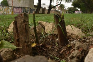 “A los pocos días que plantamos los árboles, los encontramos totalmente vandalizados: cortados, arrancados, tirados”, cuestionó Gustavo Rotta, miembro del grupo de Vecinos Vía Verde. Foto: Guillermo Di Salvatore