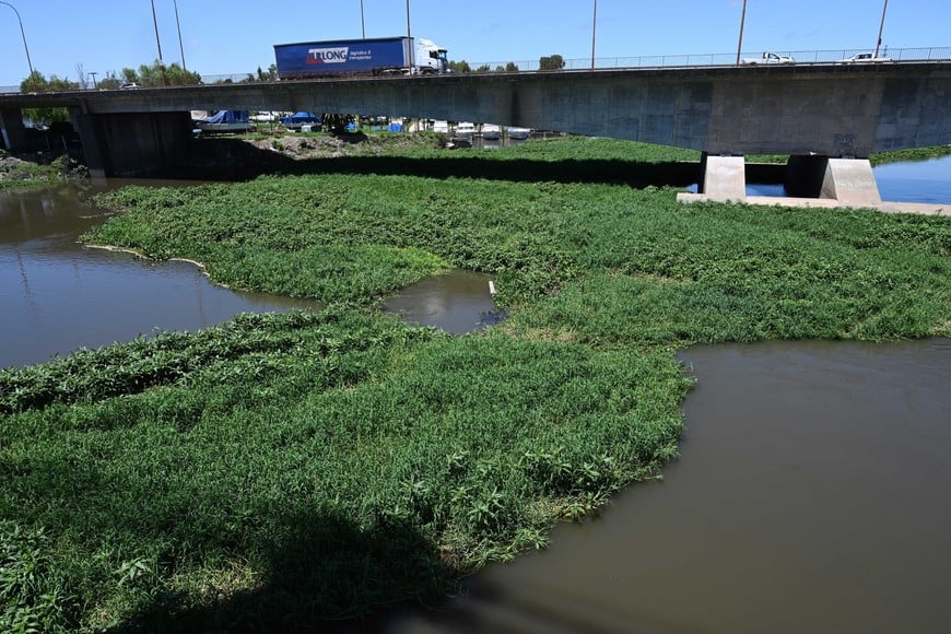 Las plantas acuáticas entre los puentes que conectan a Santa Fe con la Ruta 168, Ciudad Universitaria y Alto Verde. Foto: Mauricio Garín
