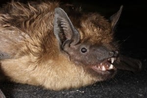 El murciélago serotino puede ser el primer mamífero conocido que se aparea sin utilizar la penetración.