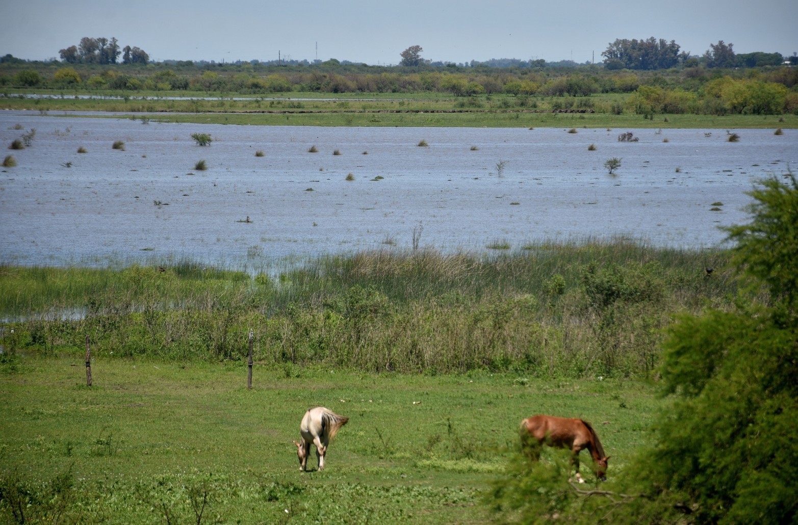 El río Salado en nivel de alerta.