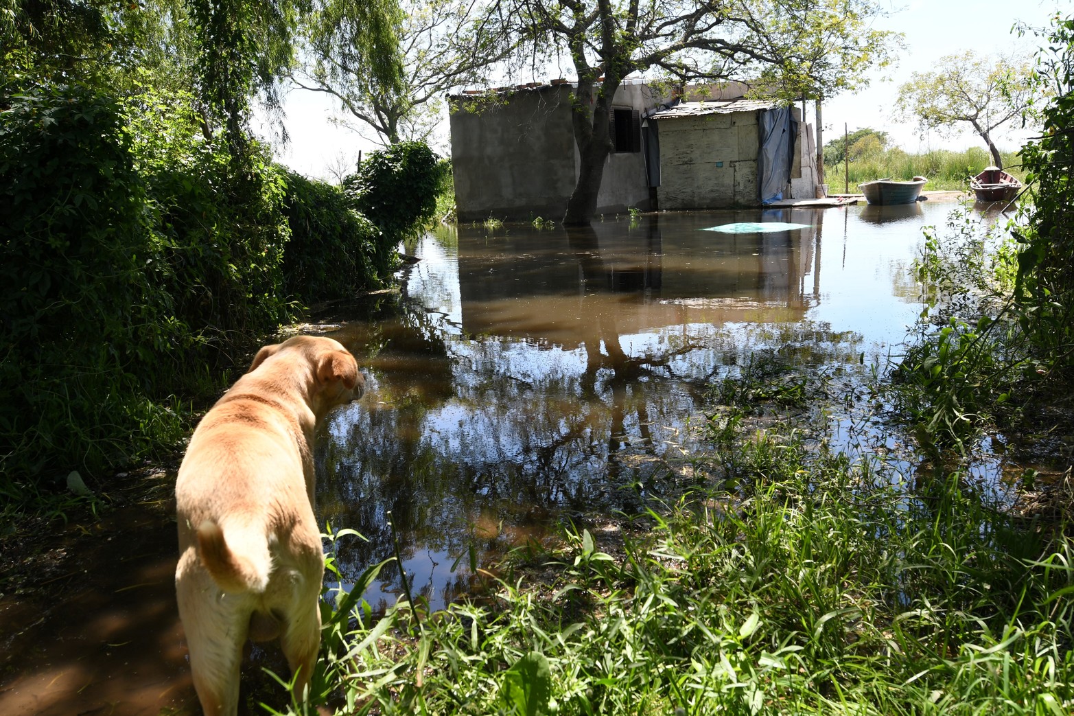 Un perro decide si va hasta su hogar o se queda en tierra firme.