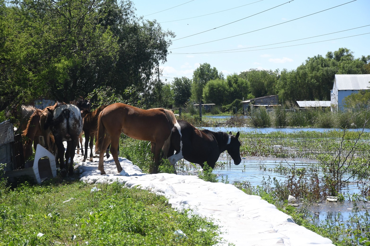 Los caballos en la defensa complican la integridad de las bolsas de arena