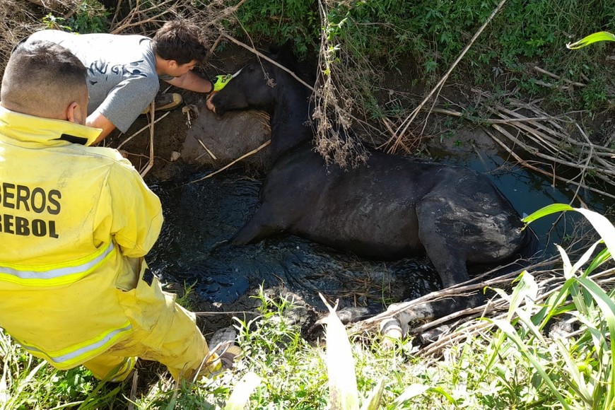 Un caballo se había caído en una profunda zanja a la vera de un camino de tierra.