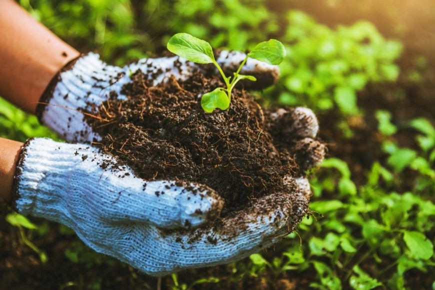 La agricultura regenerativa disminuye la dependencia de combustibles fósiles y eliminar la labranza.