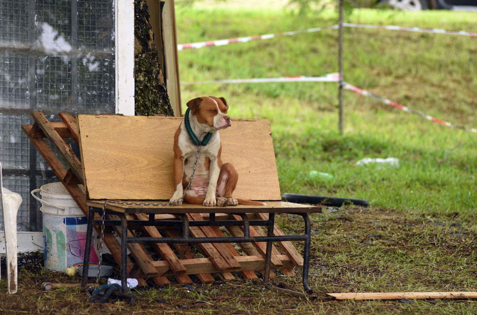 Por las dudas que venga el agua, el perro encontró un refugio seguro. 