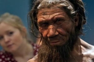 Representación de un joven neandertal hombre.