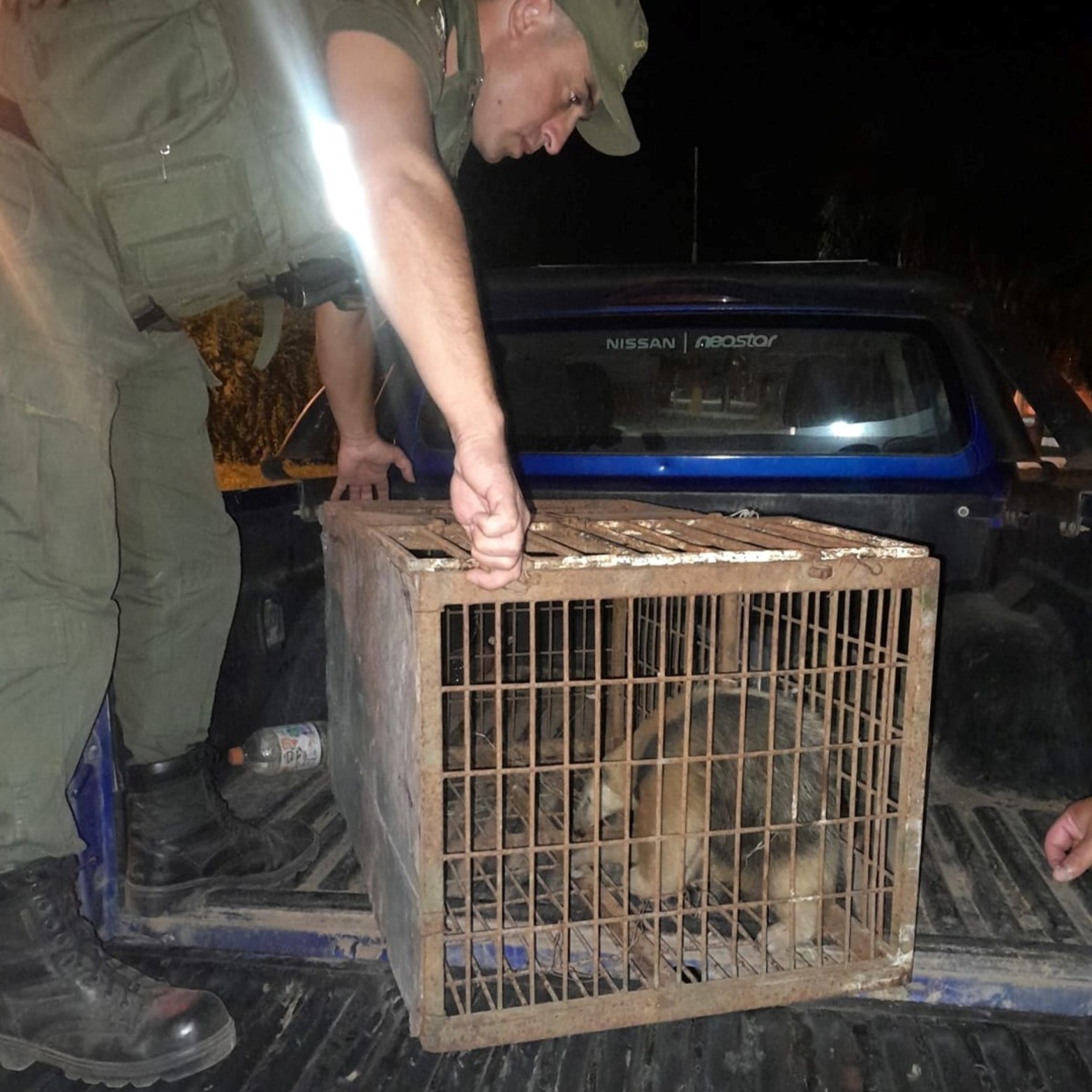 Durante este mes fueron encontrados distintos animales silvestres en zonas pobladas. El caso más llamativo fue el ciervo atropellado por un auto en pleno bulevar Gálvez.