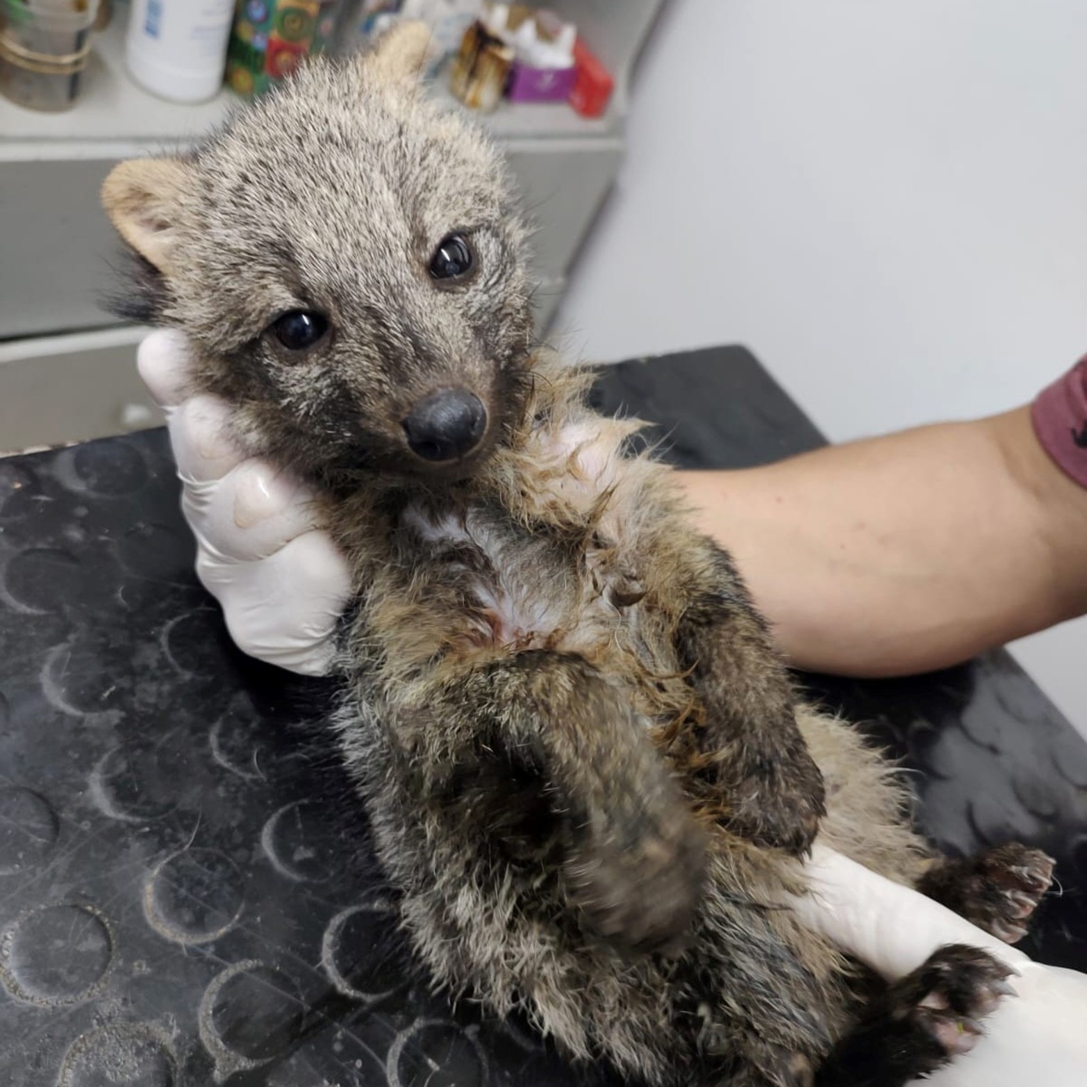 Durante este mes fueron encontrados distintos animales silvestres en zonas pobladas. El caso más llamativo fue el ciervo atropellado por un auto en pleno bulevar Gálvez.