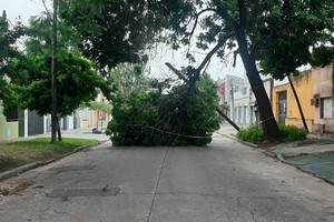 El árbol caído y las complicaciones en la zona. Crédito: El Litoral