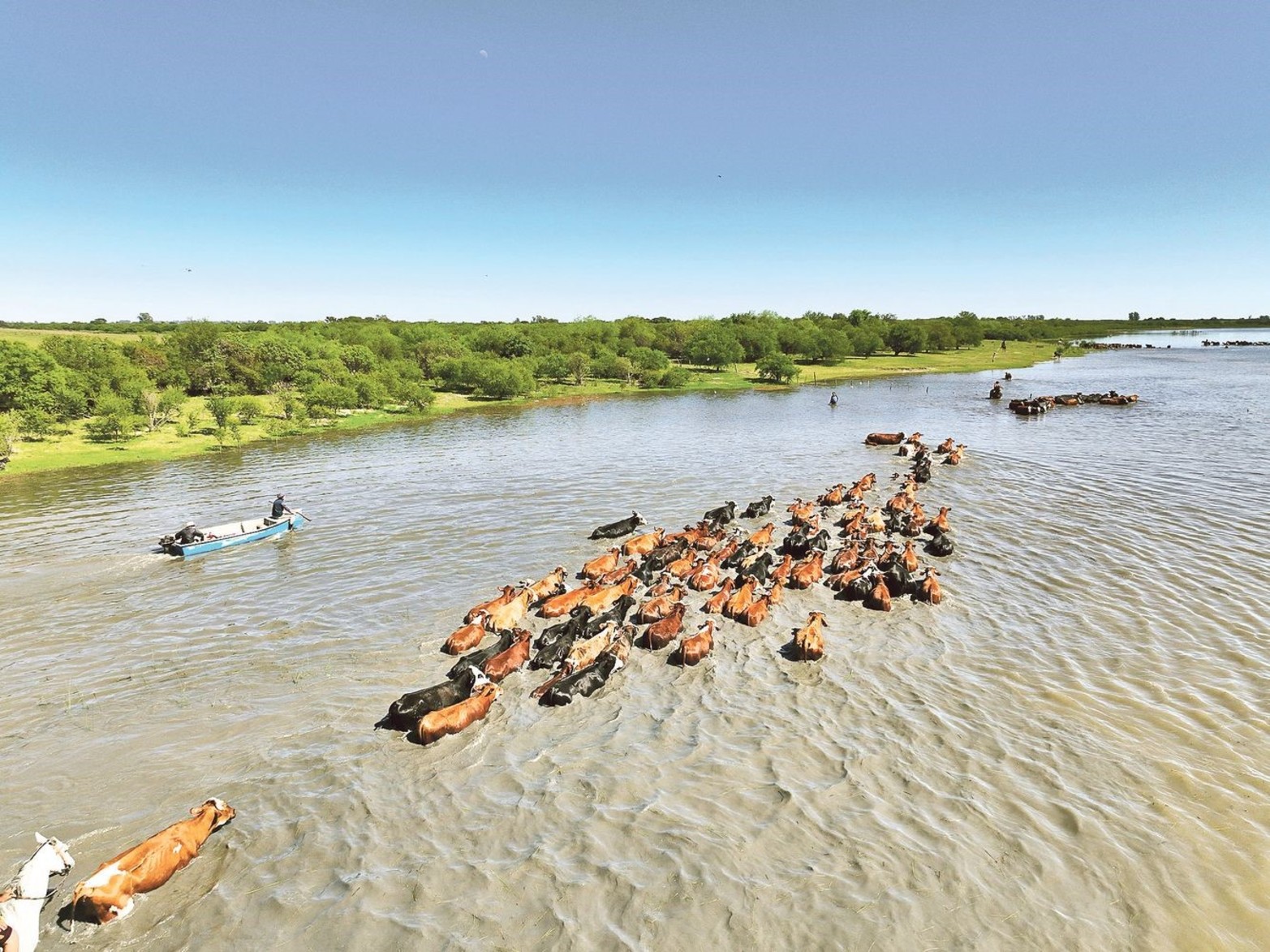 Millones de cabezas afectadas por la crecida. La zona de islas sirvió de refugio para la ganadería de Corrientes, Entre Ríos y Santa Fe durante la sequía. Sin embargo, la crecida del Paraná obligó a evacuar la hacienda.