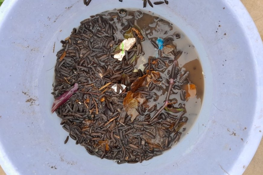 Un vecino juntó un plato lleno de estos desagradables insectos.