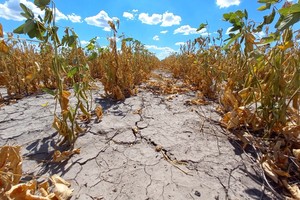 Por la sequía, se perdieron millones de  ingresos en Santa Fe