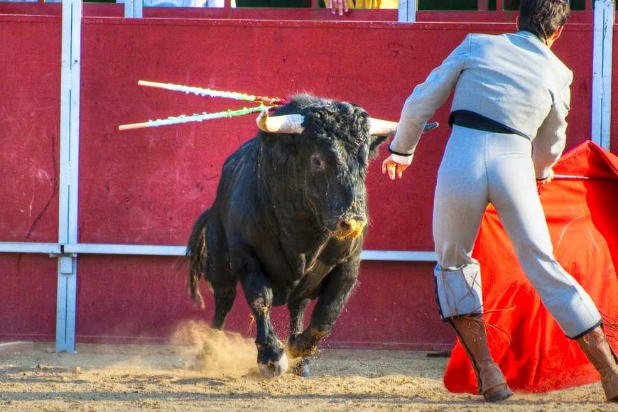 En Europa, las corridas de toros están permitidas en Portugal y España.